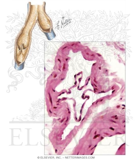 Small Vein
