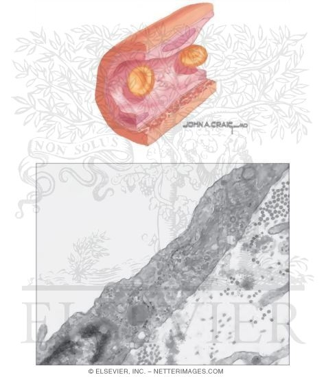 Watermarked preview of unlabeled image: Endothelium