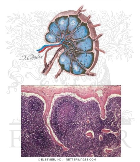 Lymph Node