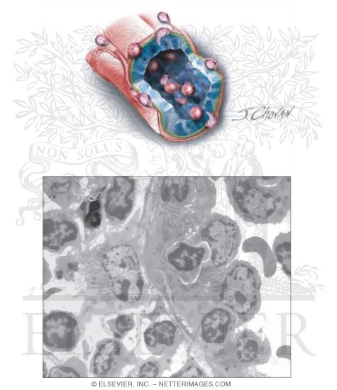 High Endothelial Venule