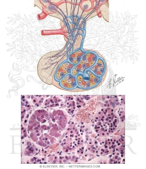 Anterior Pituitary