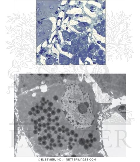 Spongiocyte