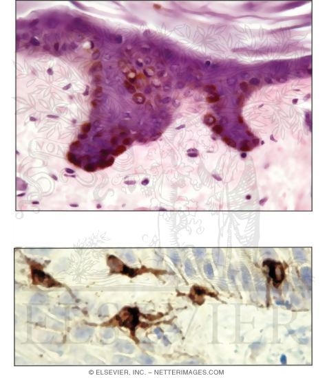 Melanocytes