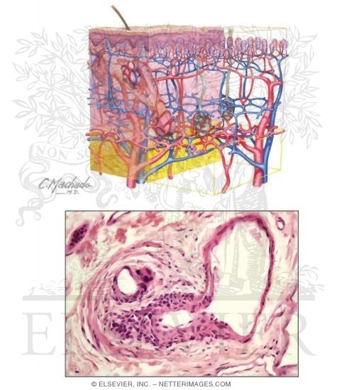 Watermarked preview of unlabeled image: Vasculature of the Dermis