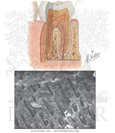 Watermarked preview of unlabeled image: Teeth