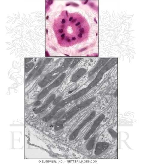 Striated Ducts