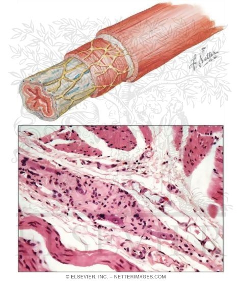 Watermarked preview of unlabeled image: Enteric Nervous System