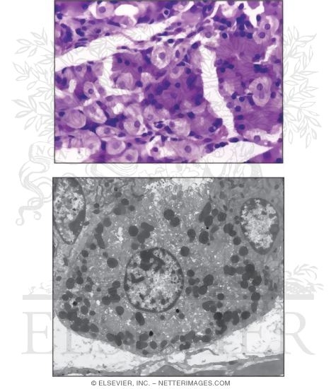 Parietal Cells