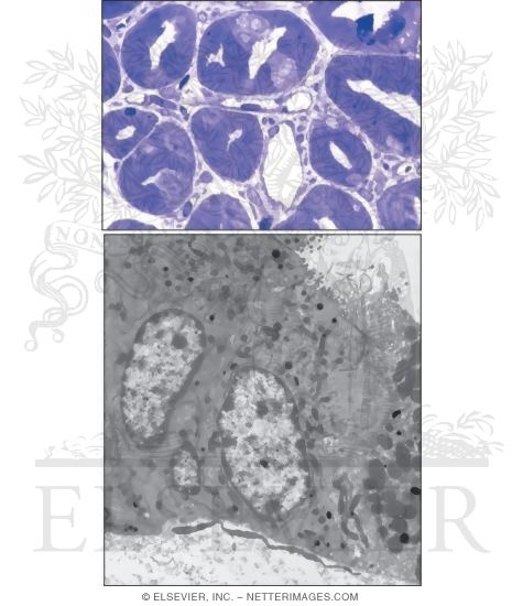 Chief Cells