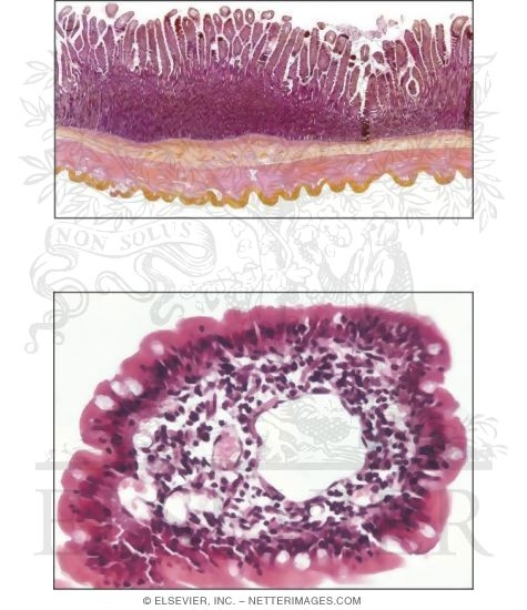 Jejunum