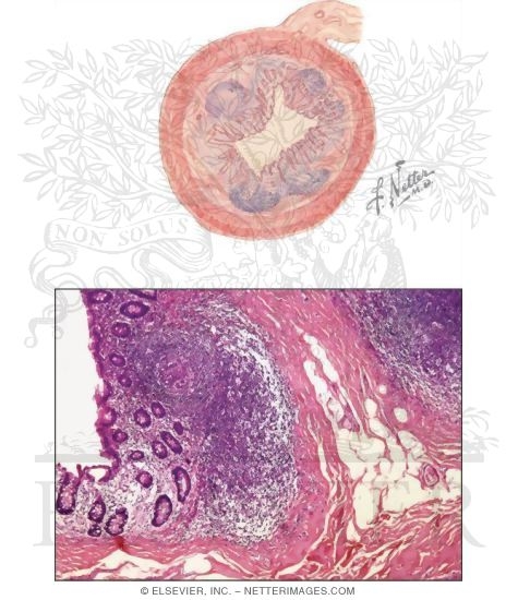 Watermarked preview of unlabeled image: Appendix