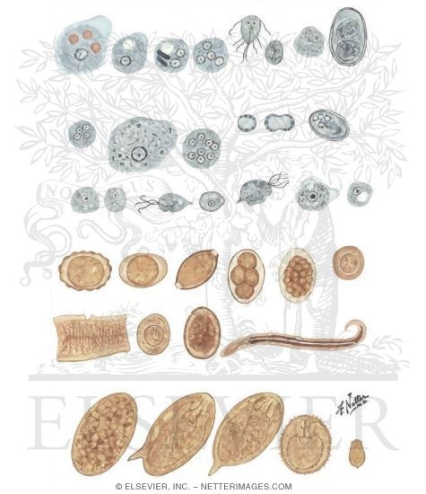 Watermarked preview of unlabeled image: Relatively Common Intestinal Protozoa and Helminths Affecting Travelers