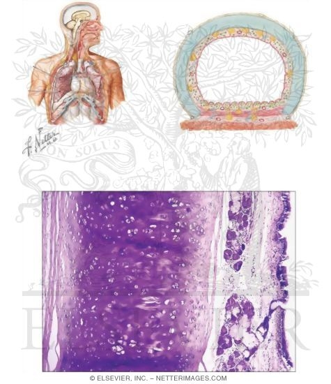 Trachea
