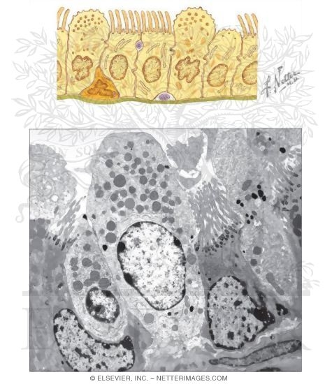 Clara Cells