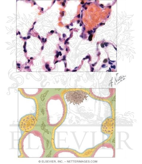 Pulmonary Alveoli