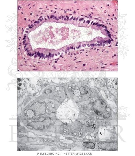 Biliary Duct System
