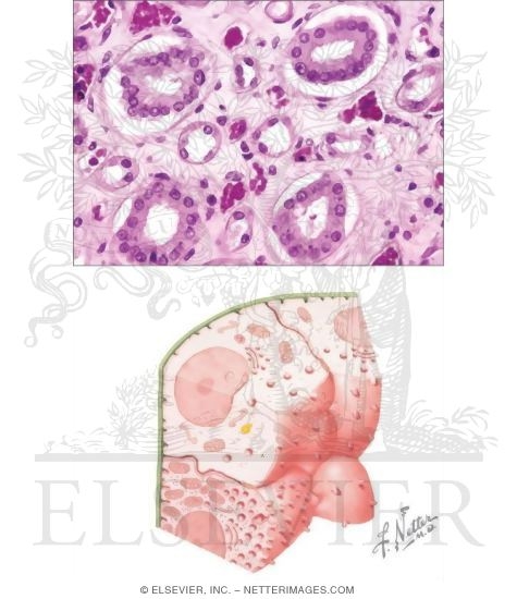 Watermarked preview of unlabeled image: Collecting Duct