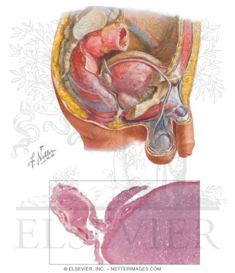 Male Reproductive System