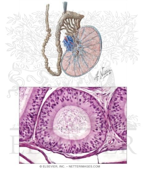 Watermarked preview of unlabeled image: Epididymis