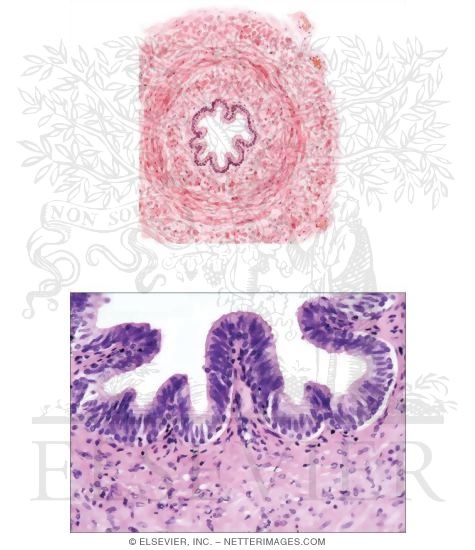 Vas (ductus) Deferens