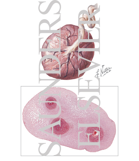 Umbilical Cord