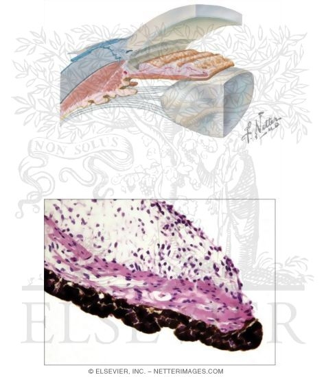 Watermarked preview of unlabeled image: Iris