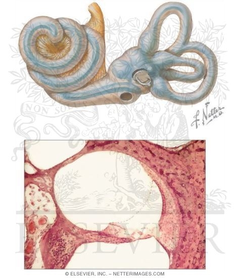 Cochlea