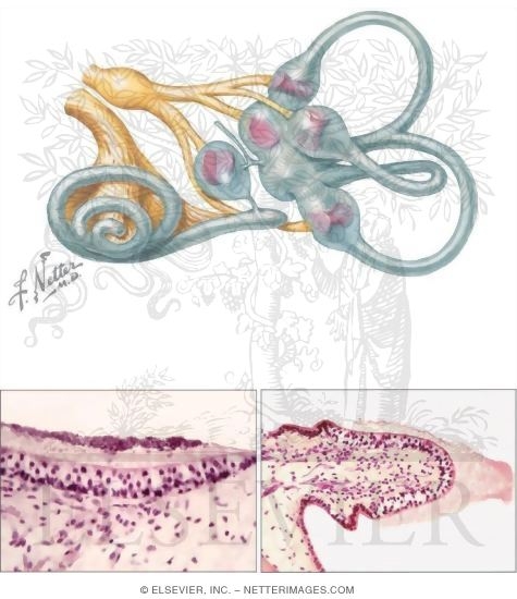 Watermarked preview of unlabeled image: Vestibular Receptors