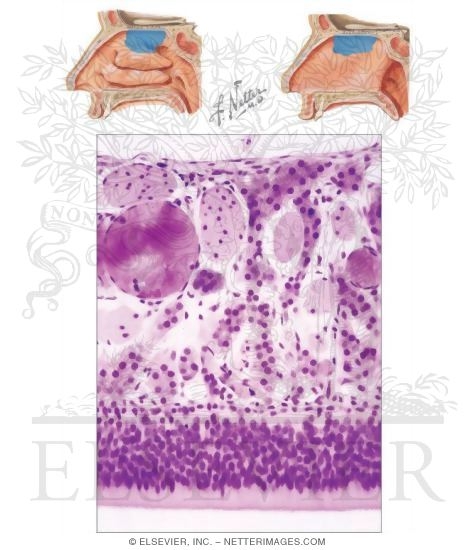 Watermarked preview of unlabeled image: Olfactory Mucosa