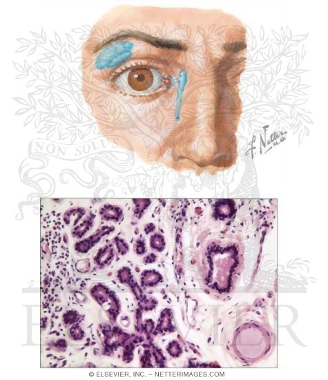Lacrimal Gland