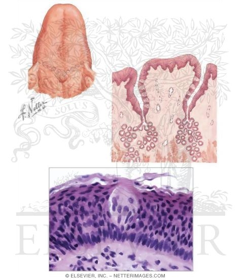 Watermarked preview of unlabeled image: Taste Buds
