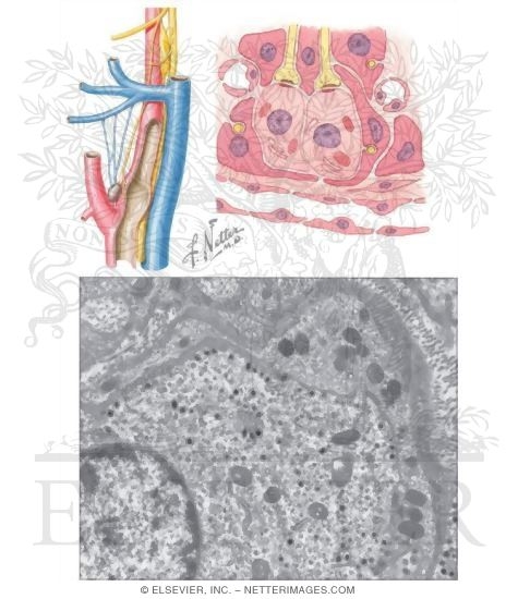 Carotid Body and Carotid Sinus