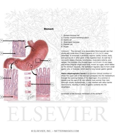 Watermarked preview of labeled image: Mucous Membrane of Stomach
Structure of the Stomach