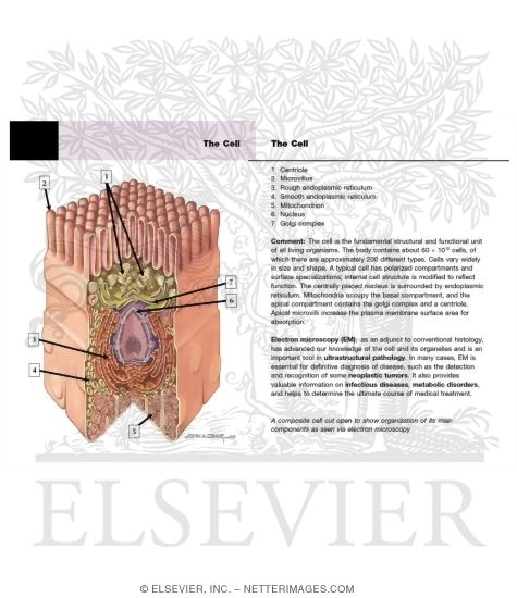 Watermarked preview of labeled image: The Cell