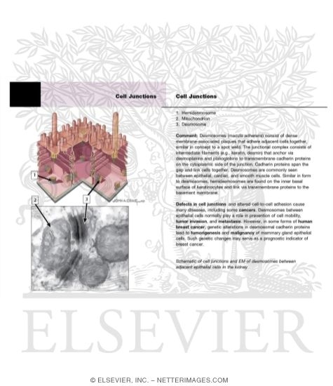 Watermarked preview of labeled image: Section of Three Cells