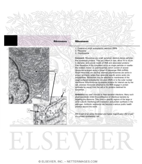 Watermarked preview of unlabeled image: Ribosomes