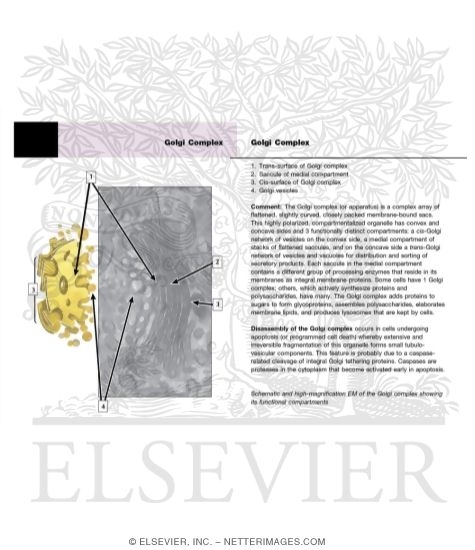 Watermarked preview of unlabeled image: Golgi Complex