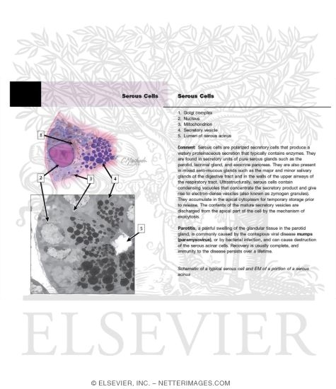 Watermarked preview of unlabeled image: Serous Cells