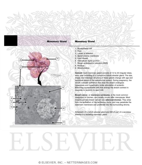 Watermarked preview of unlabeled image: Mammary Gland