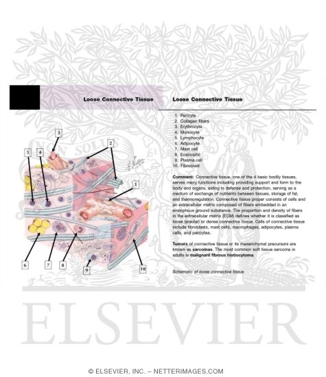 Loose Connective Tissue
