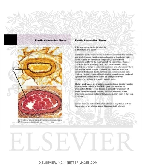 Elastic Connective Tissue
