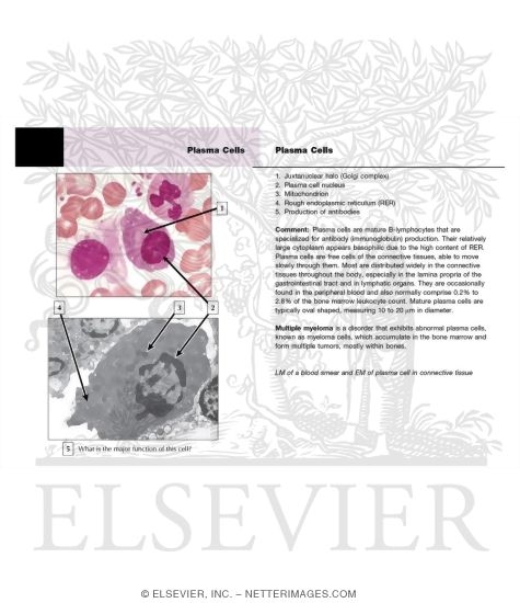 Plasma Cells