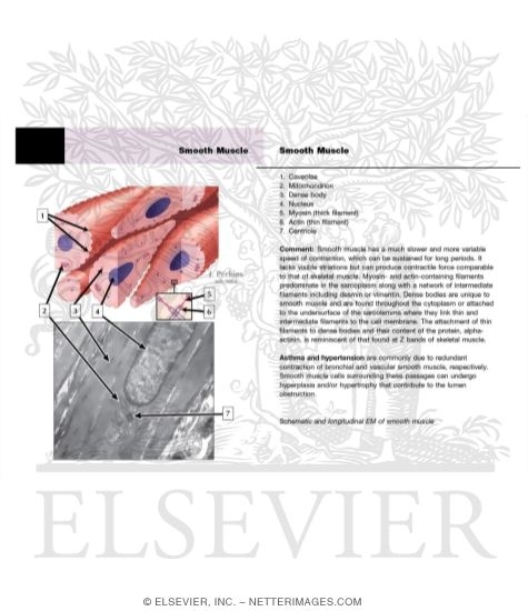 Watermarked preview of unlabeled image: Smooth Muscle