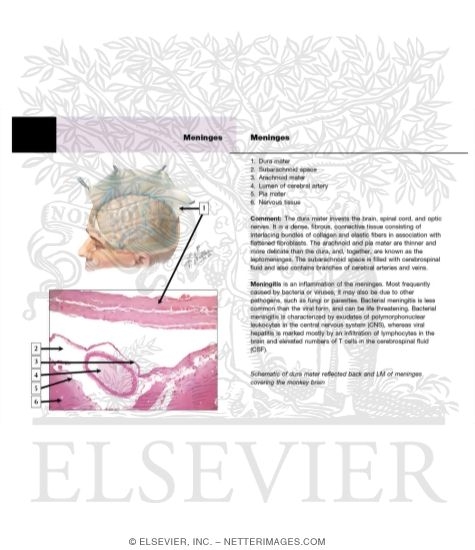 Watermarked preview of unlabeled image: Meninges