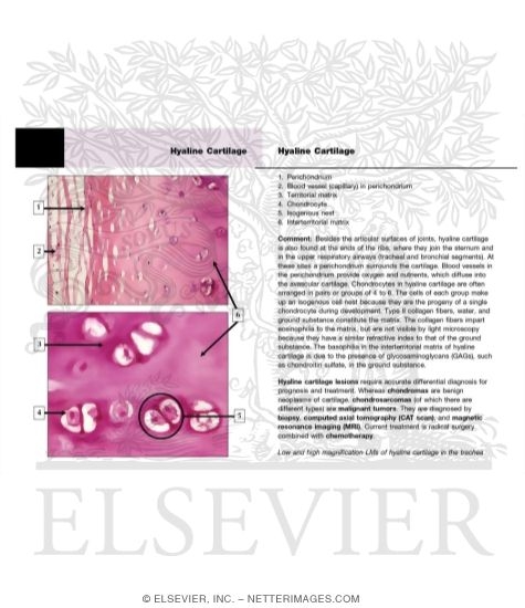 Hyaline Cartilage