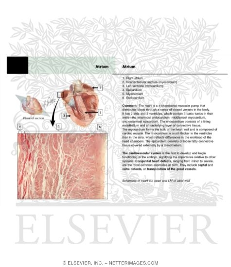 Watermarked preview of unlabeled image: Atrium