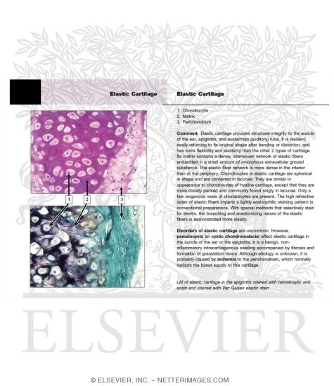 Elastic Cartilage