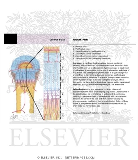 Watermarked preview of unlabeled image: Growth Plate