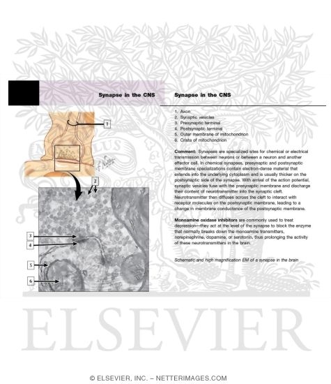 Synapse In the Central Nervous System (CNS)