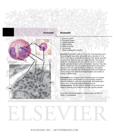 Eosinophil
